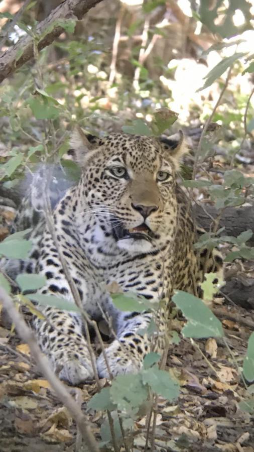 Marula Lodge Mfuwe Екстер'єр фото